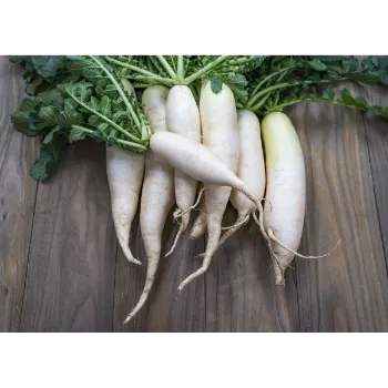 Fresh Radish 